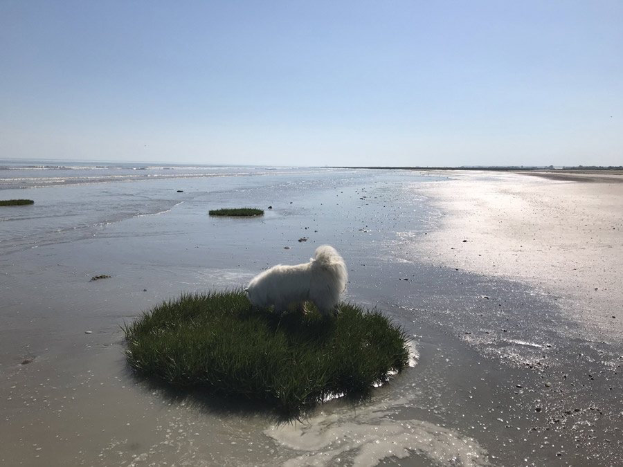 Baie du Mont St Michel